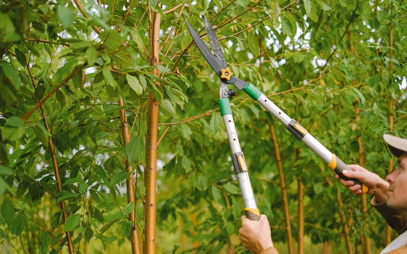 Tree trimming in Lenore, WV