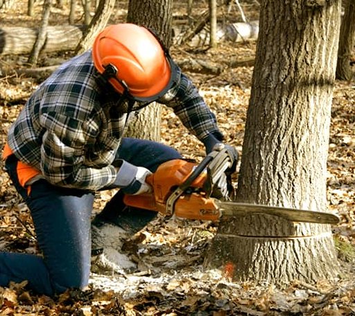 Tree Removal in Lenore, WV